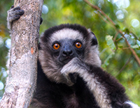 Deep thinker in Madagascar. Photo by Mariusz Kluzniak